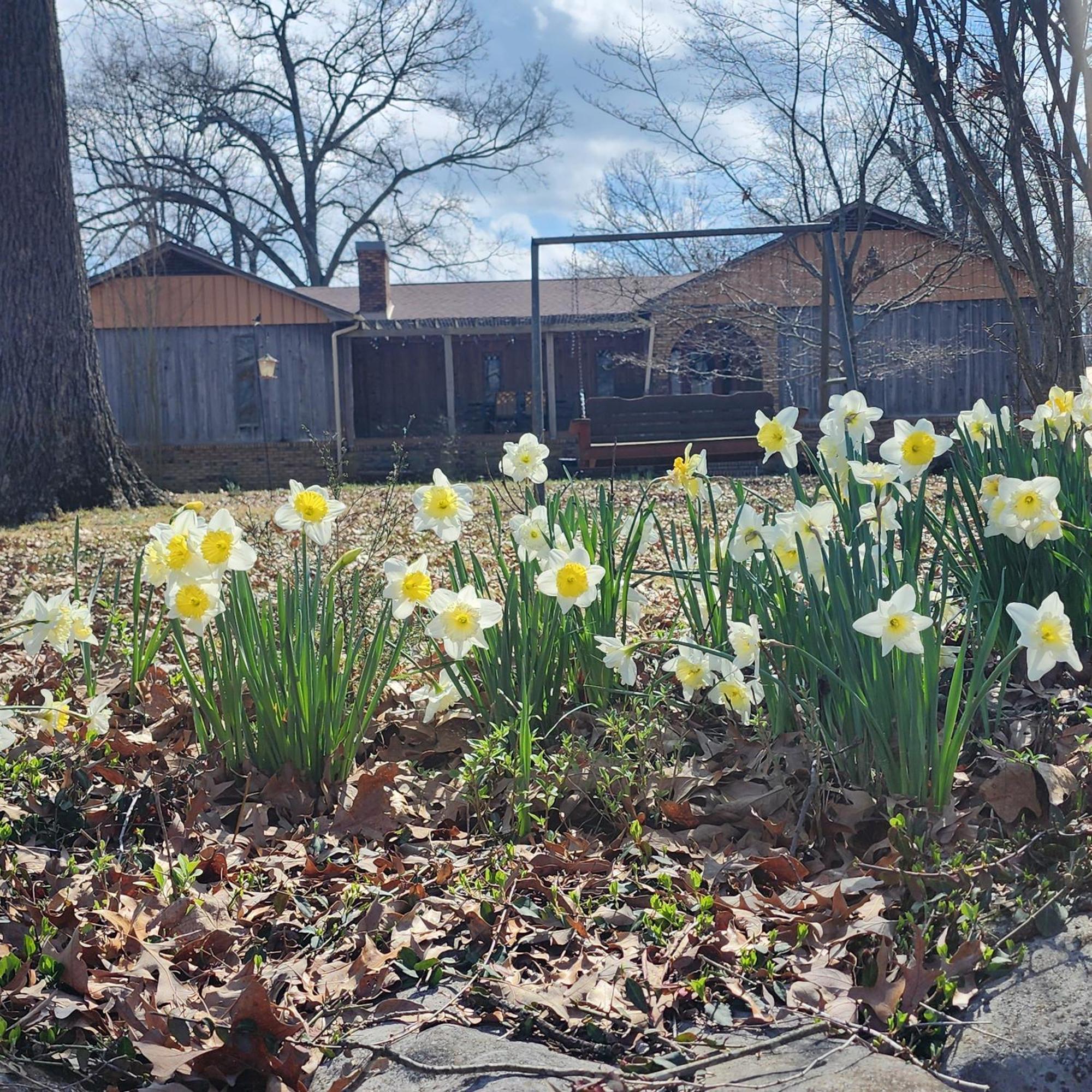 Sisters On Sycamore B&B Russellville Exterior foto